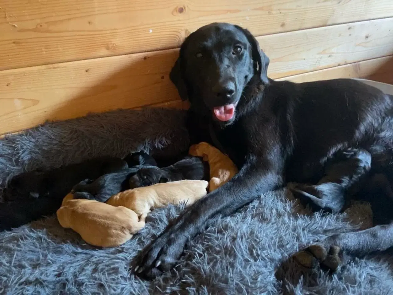 Billede 3 - Skønne Labradorhvalpe sælges