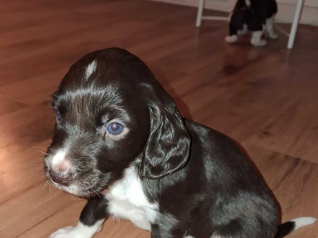 Billede 6 - kleine münsterländer Hvalpe