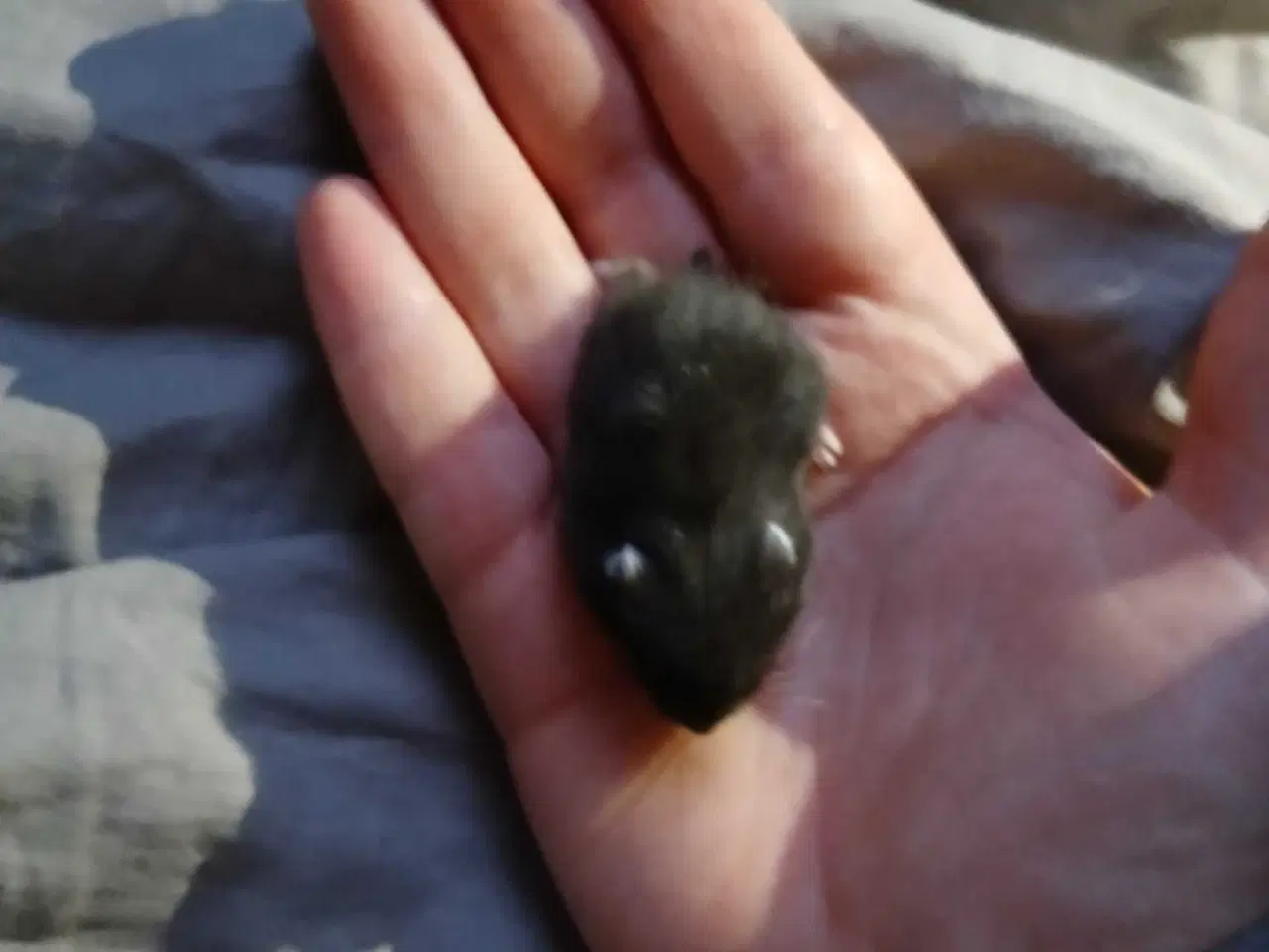 Billede 9 - Dværghamster unger 