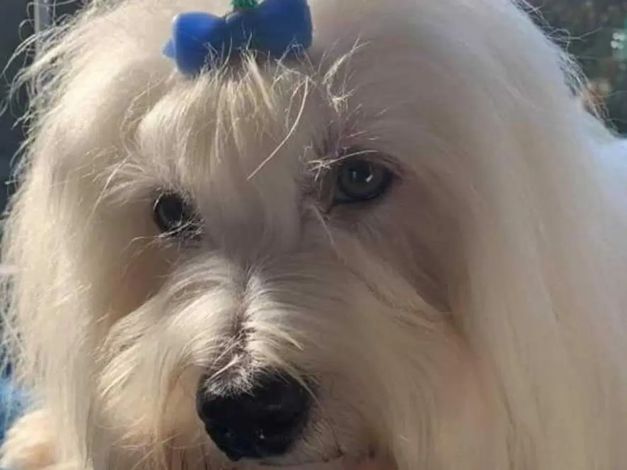 Billede 7 - Hvalpe sælges - Coton de Tulear
