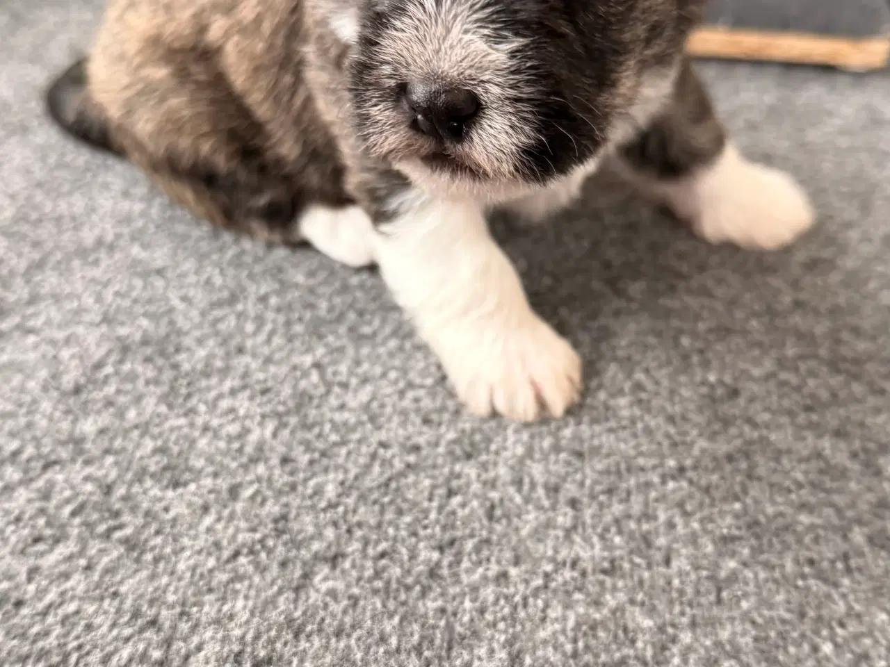 Billede 14 - 🐶 De skønneste familievenlige blandingshvalpe