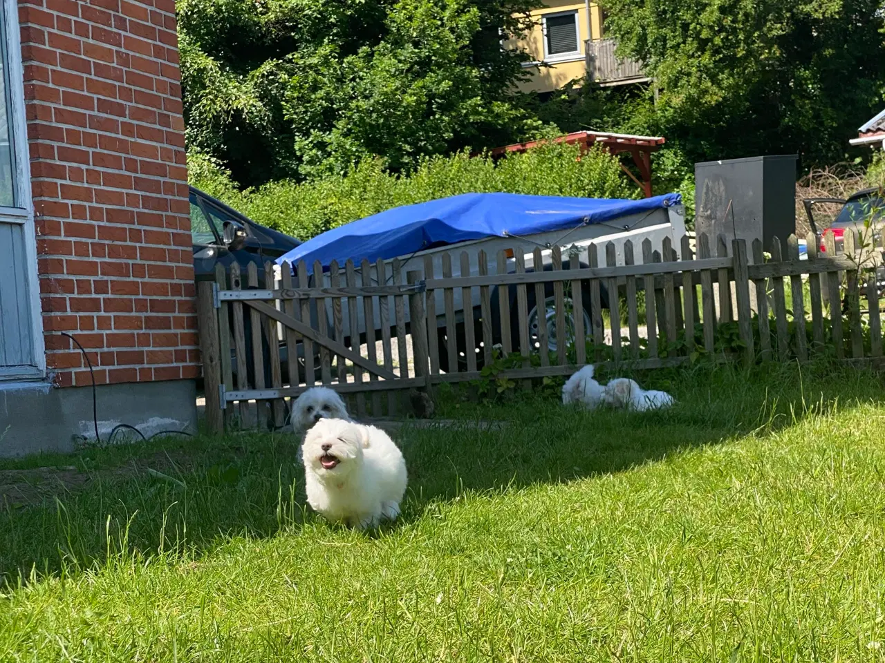 Billede 12 - Malteser hvalpe 🐶