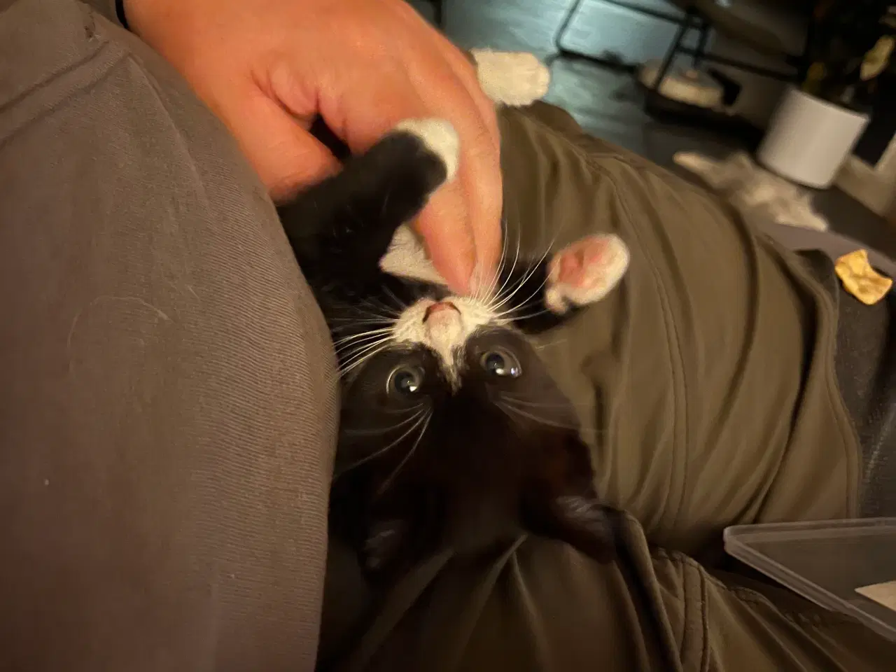 Billede 11 - Han-killing, Maine Coon-blanding 