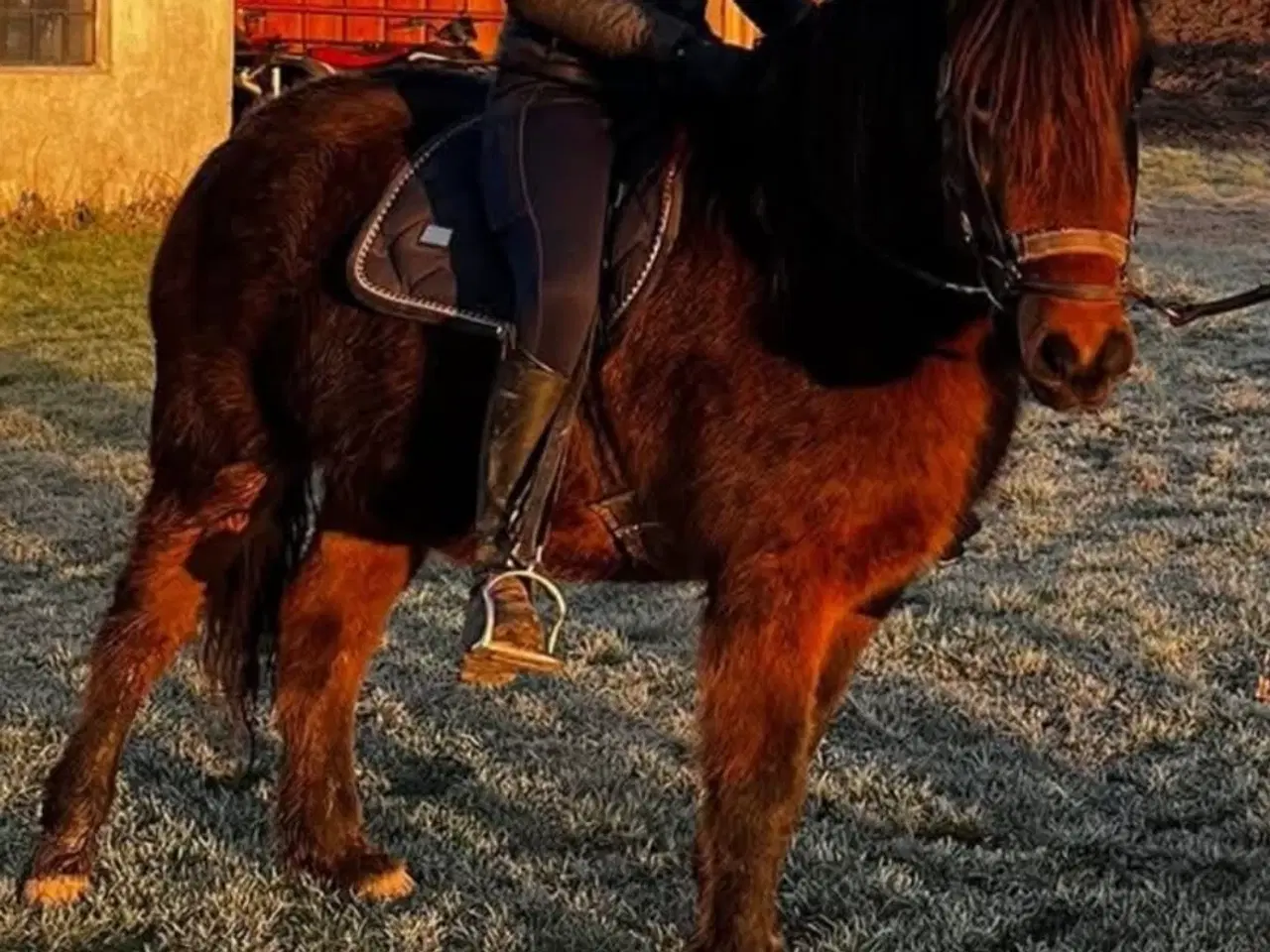 Billede 3 - Sød hoppe 