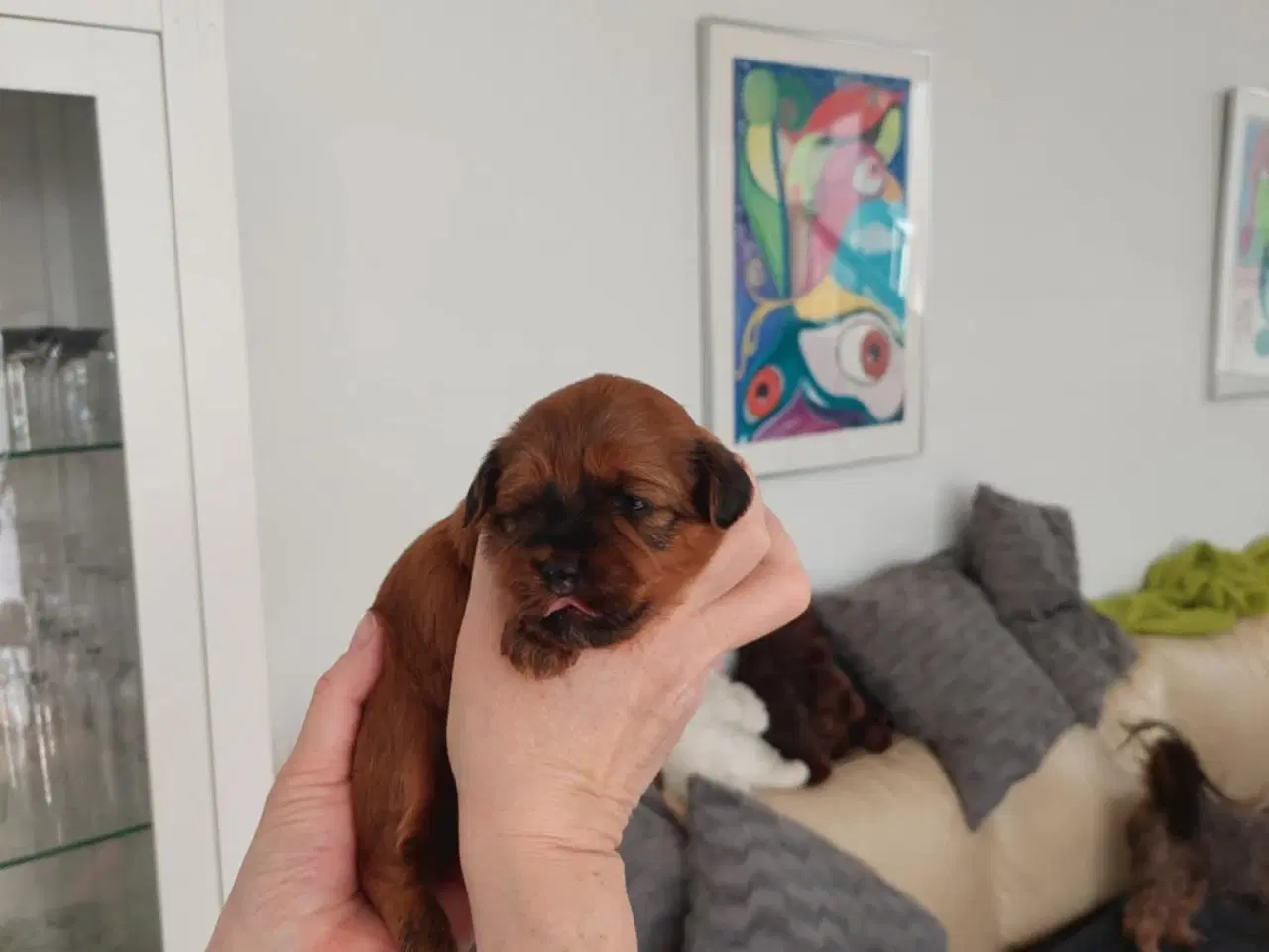Billede 6 - Lækre røde Bichon Havanais hvalpe