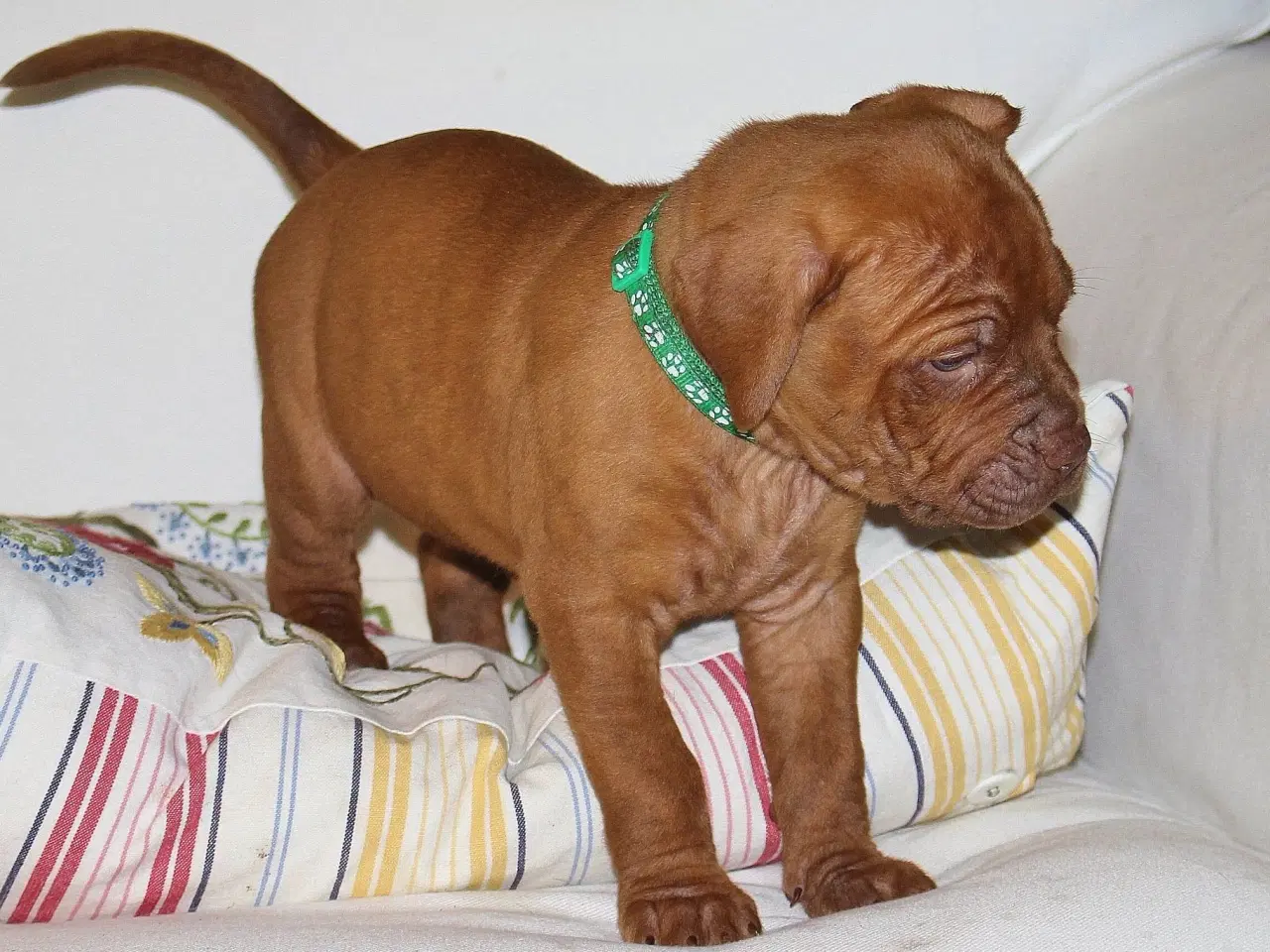 Billede 5 - Smukke fransk mastiff/Dogue de Bordeaux hvalpe 🐾