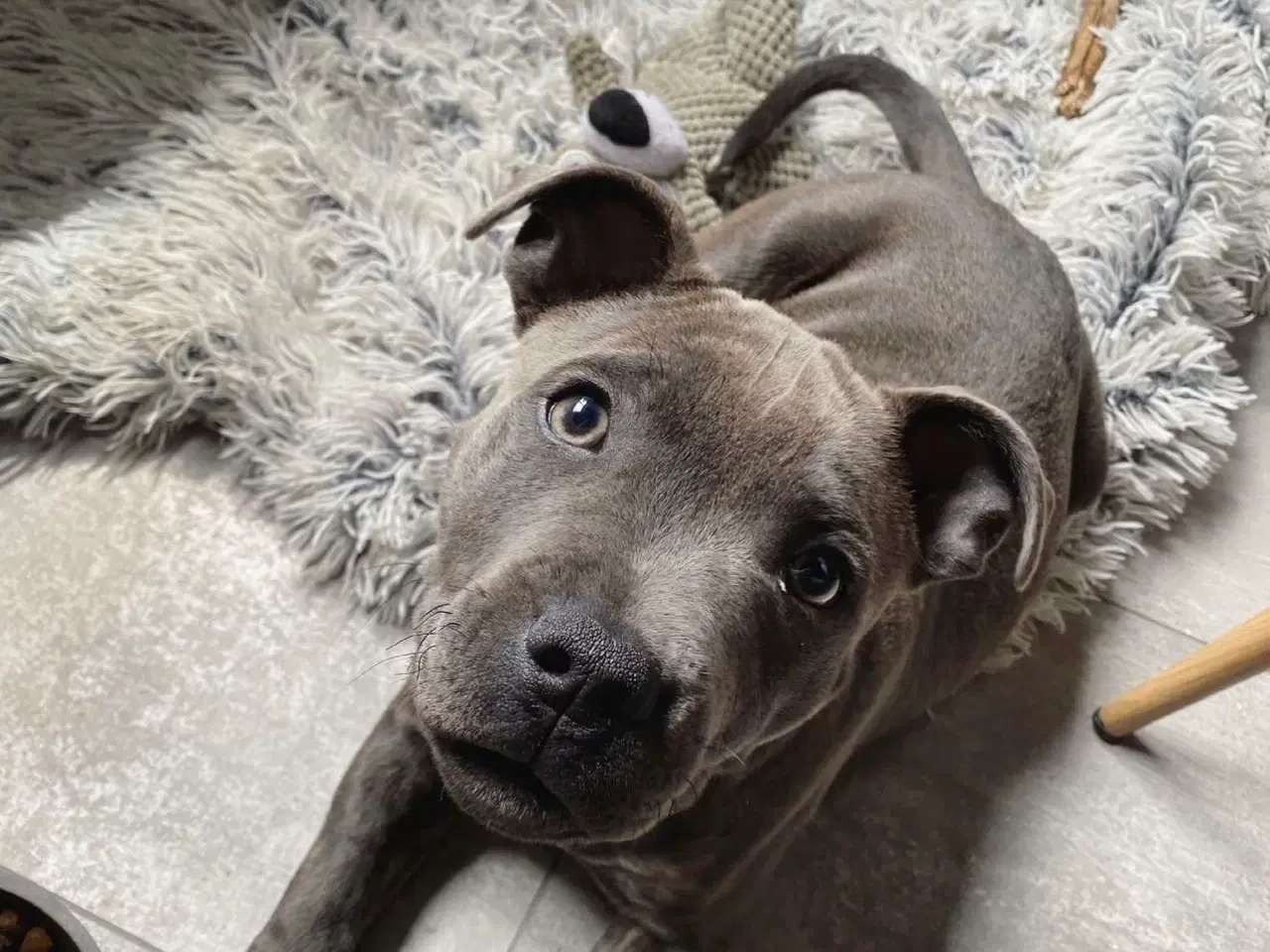 Billede 3 - Kun til parring - staffordshire bullterrier 