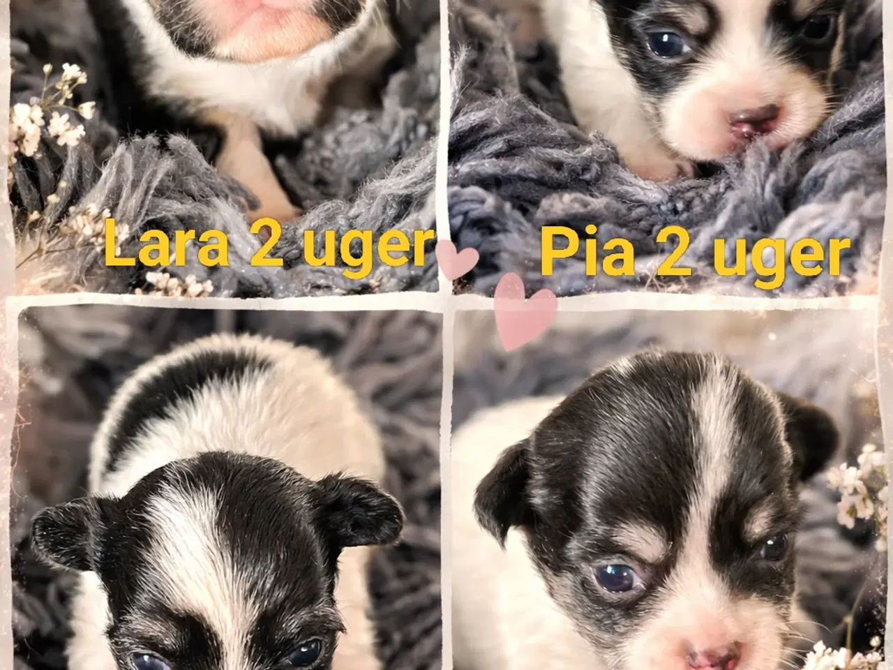 Billede 2 - Chihuahua med et strejf af shih tzu