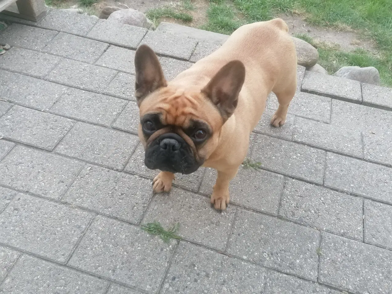 Billede 5 - Fransk bulldog - søger nyt hjem