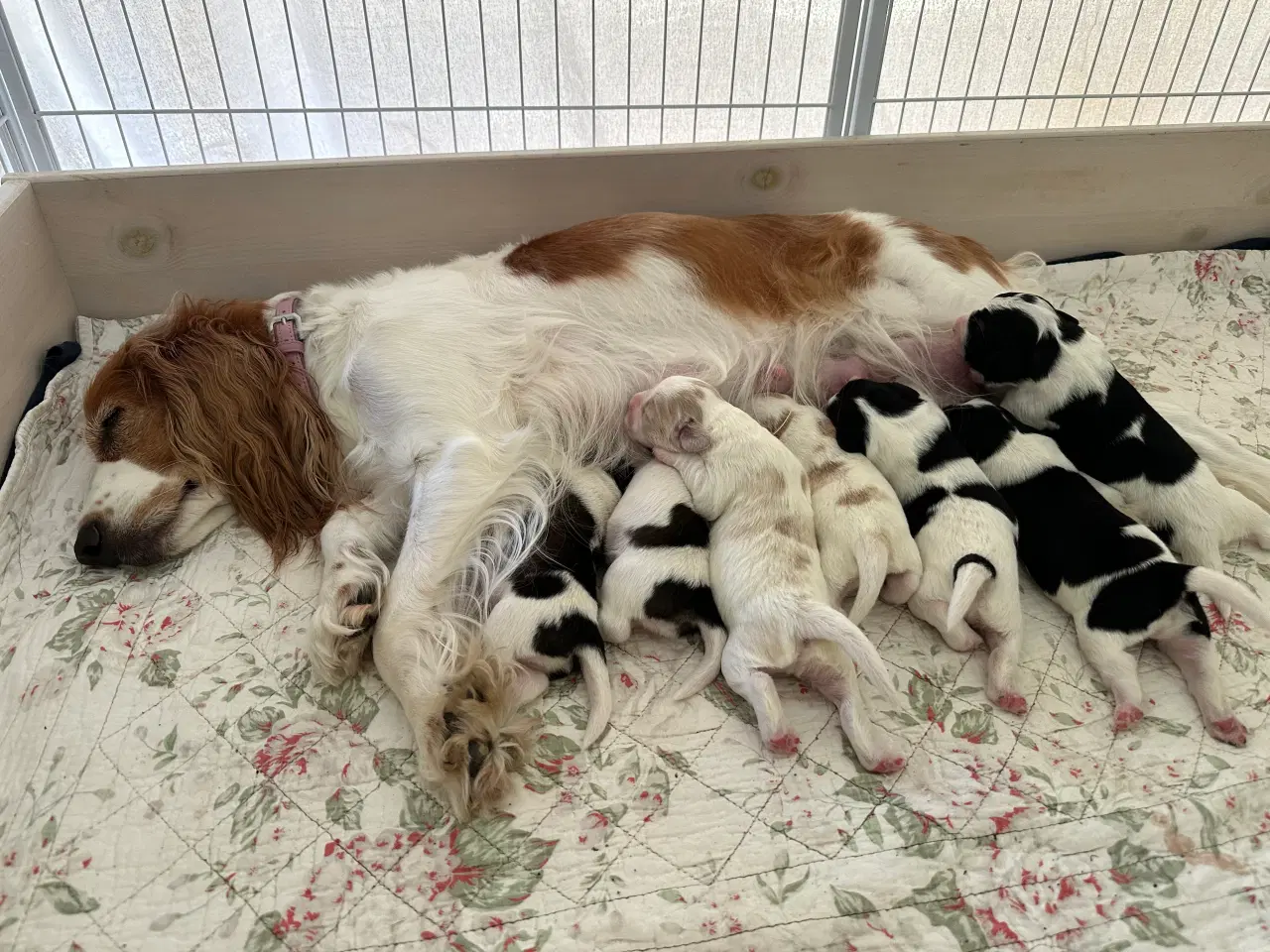 Billede 3 - Hundehvalpe  Cocker spaniel/ japansk spids