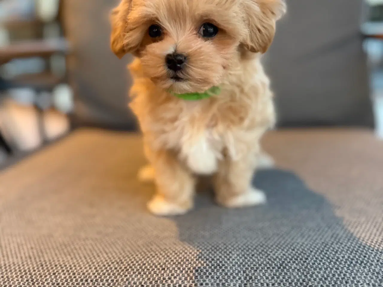 Billede 2 - Maltipoo