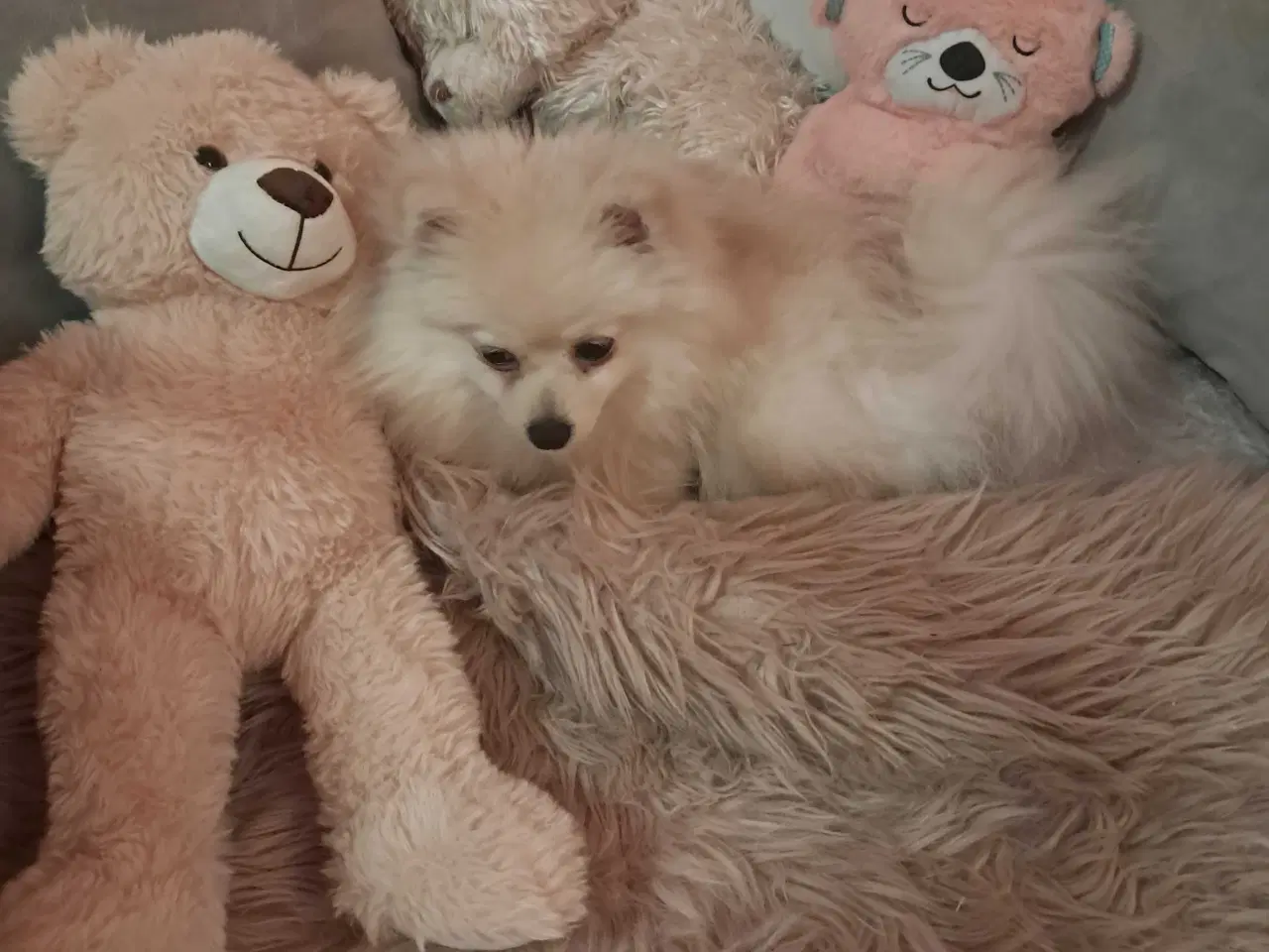 Billede 1 - Smukkeste Milla søger nyt hjem