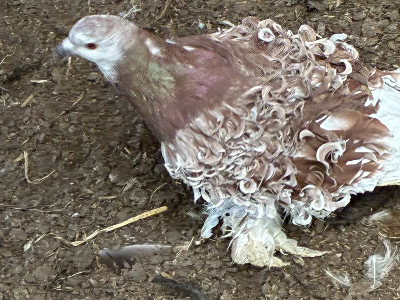 Billede 2 - Friseret due