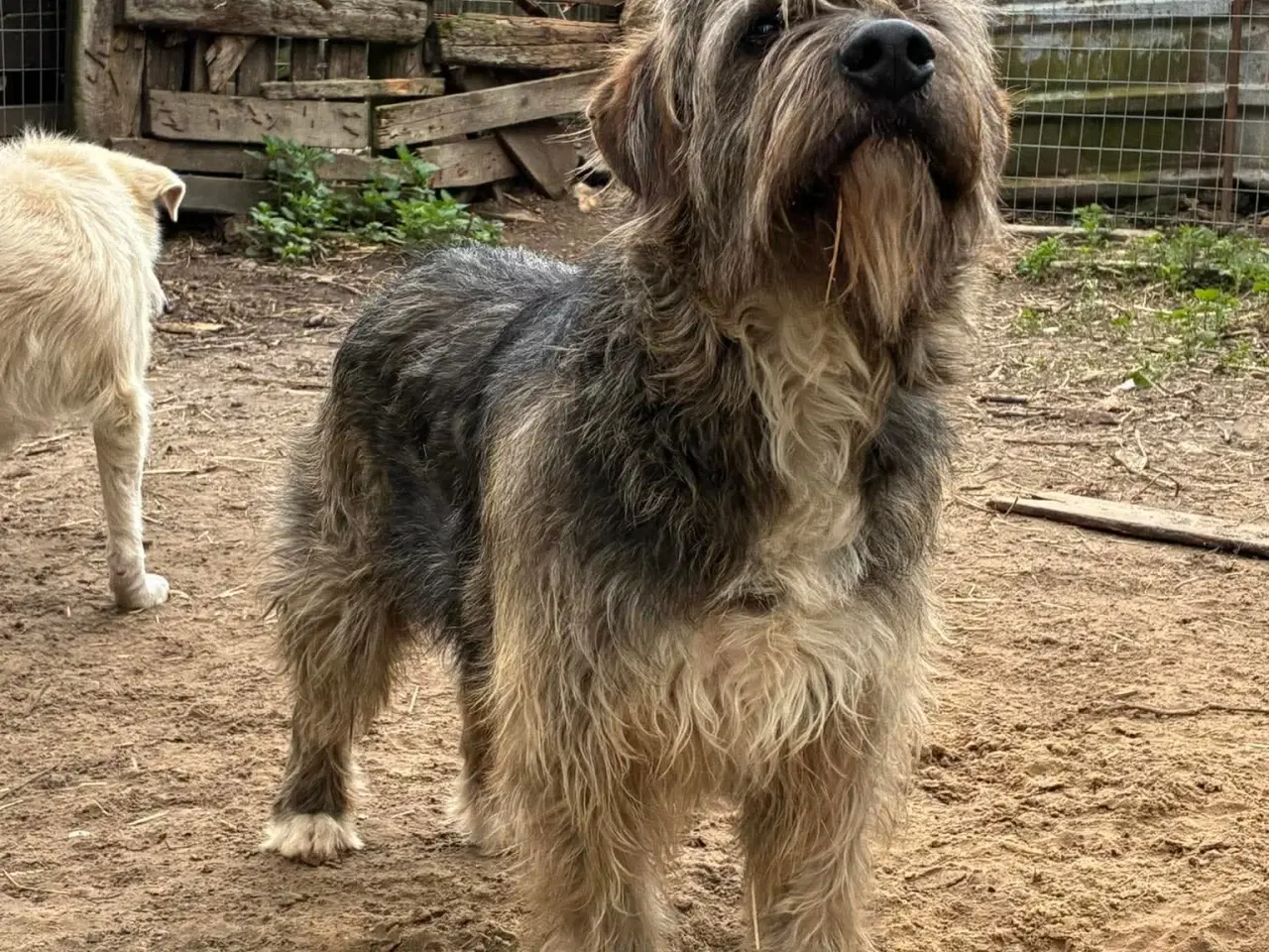 Billede 3 - Milde J. Bieber søger et hjem 