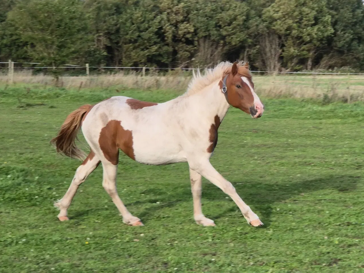 Billede 2 - Pinto hingst 2 år 