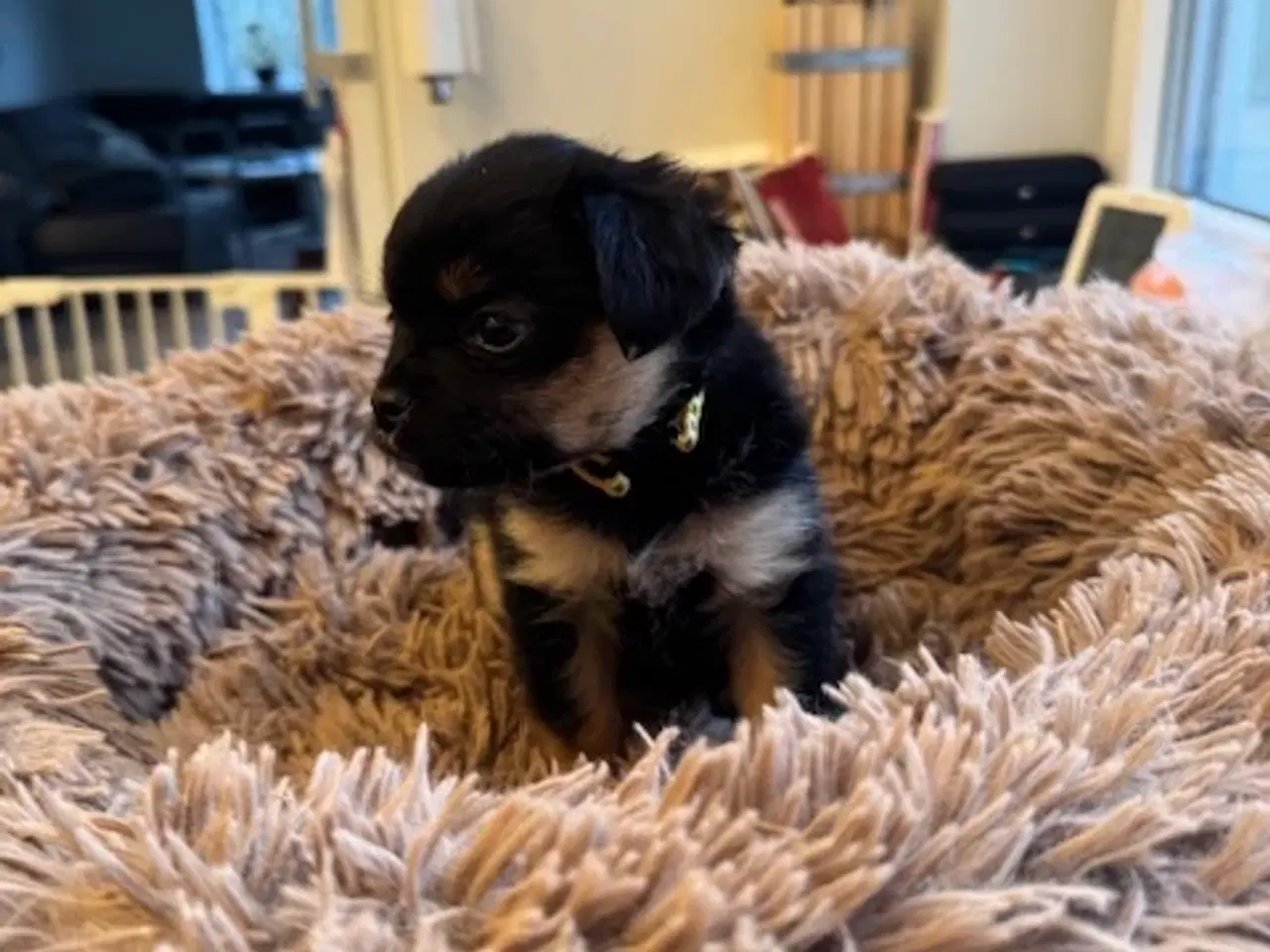 Billede 5 - Små uldtotter søger nyt hjem