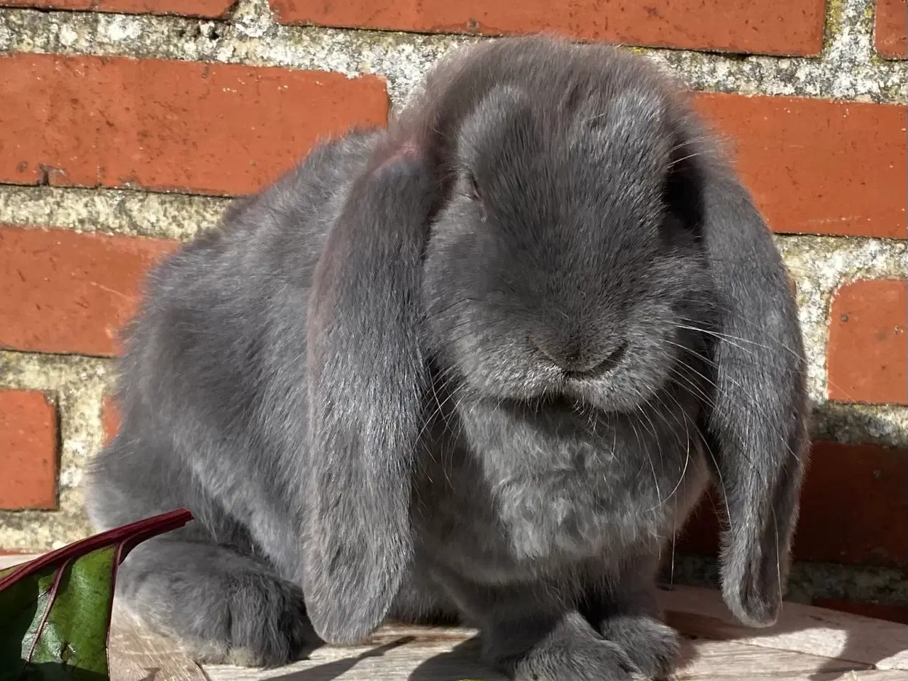 Billede 5 - FRANSK VÆDDER HUN BLÅ