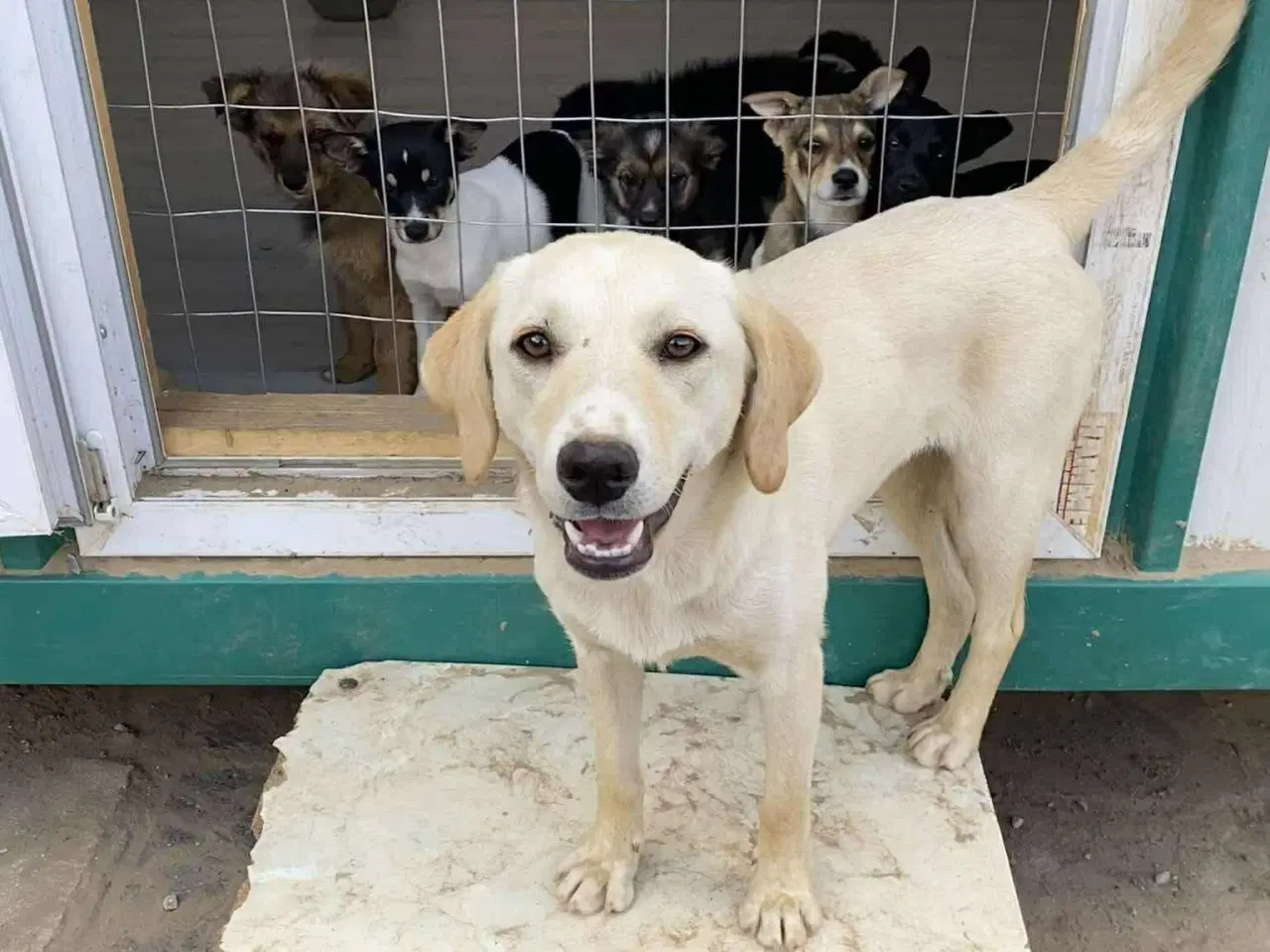 Billede 1 - Labrador mix søger hjem