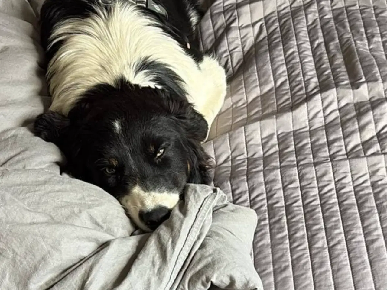 Billede 2 - Border collie
