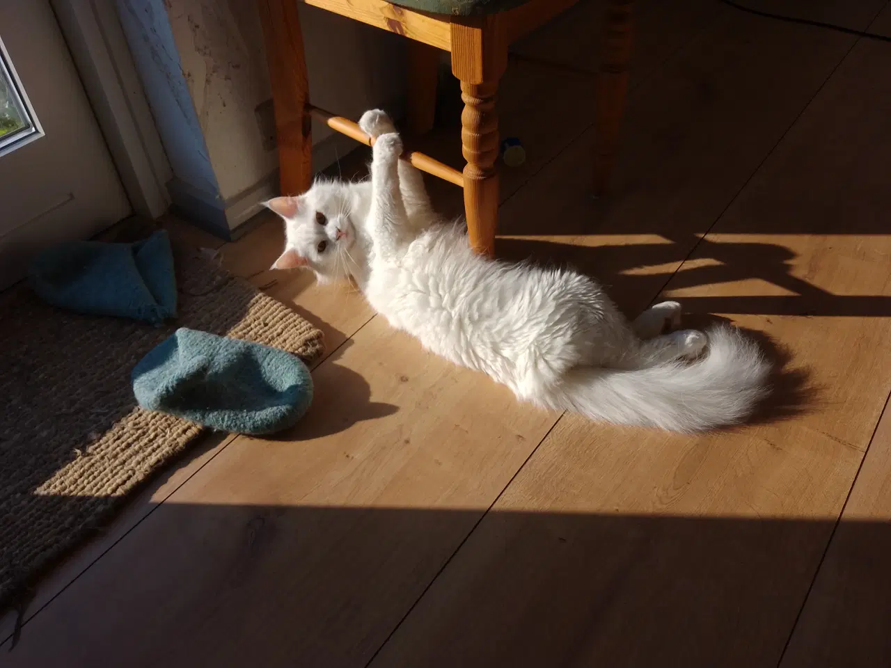 Billede 2 - Hunkat, 2½ år, maine coon-blanding