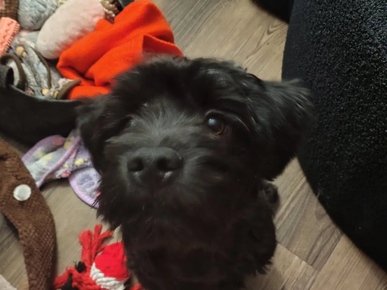 Billede 1 - Skønne Molly søger blivende hjem