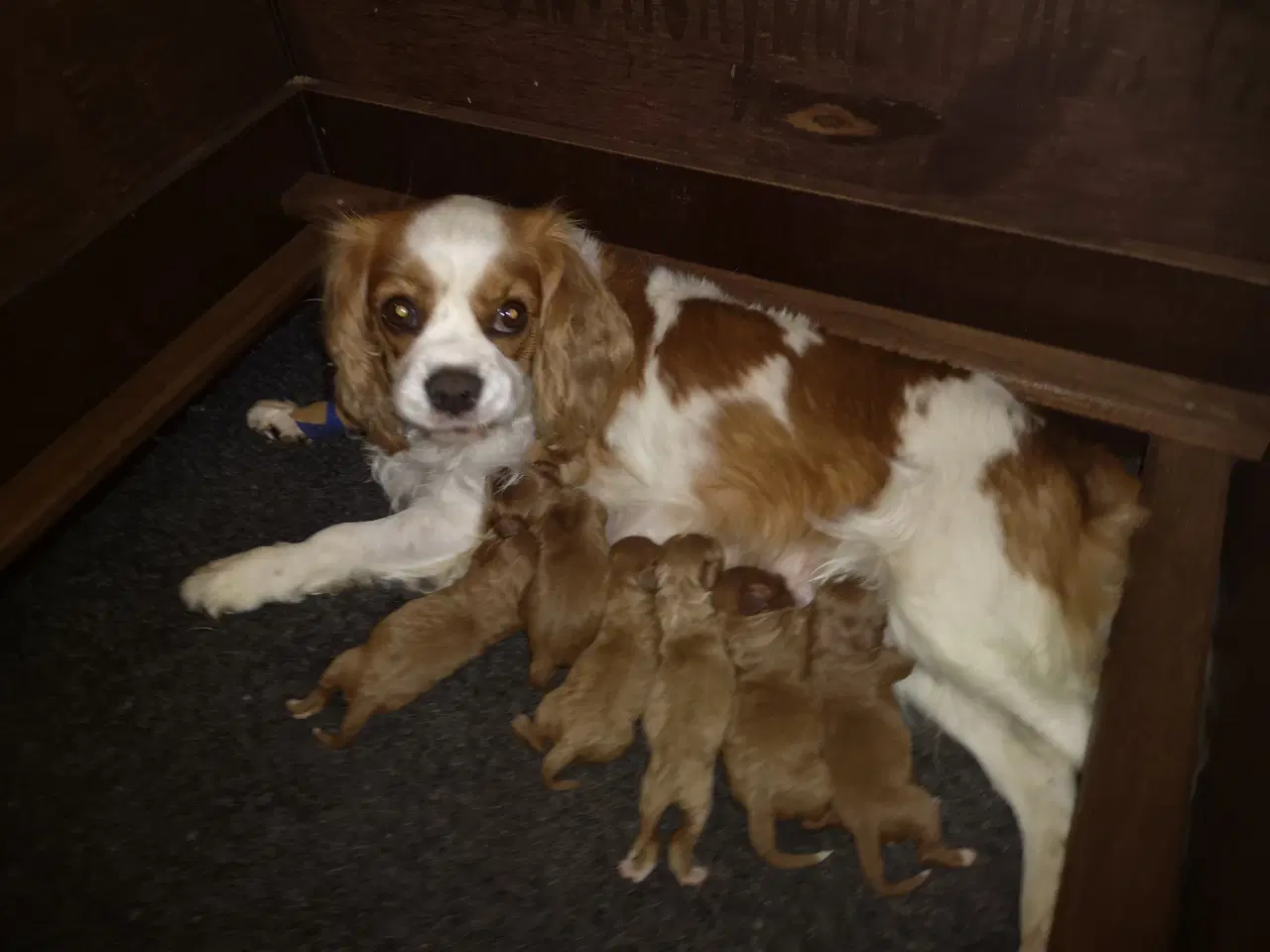 Billede 2 - Cavapoo hvalpe