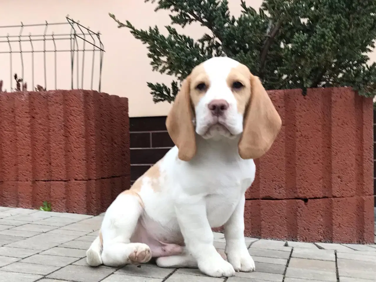 Billede 4 - Beagle dreng