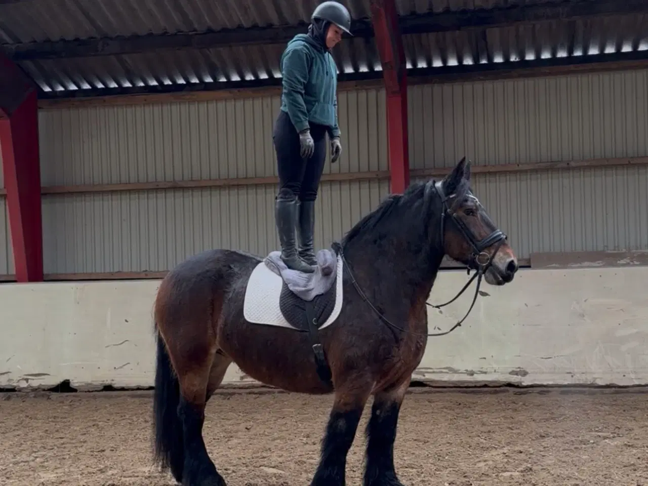 Billede 2 - Elev/ridefys emne