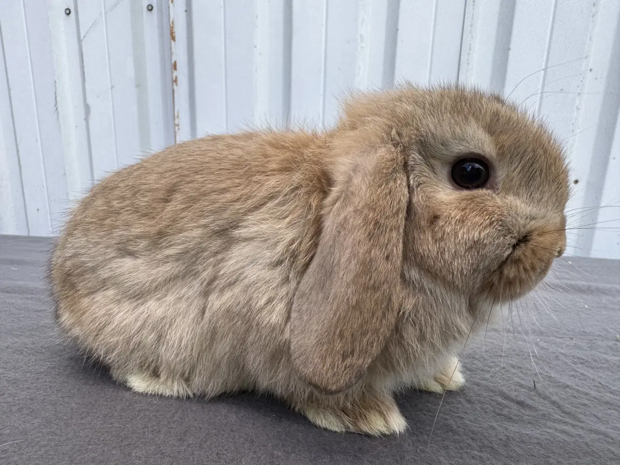 Billede 5 - Mini Lop hankanin