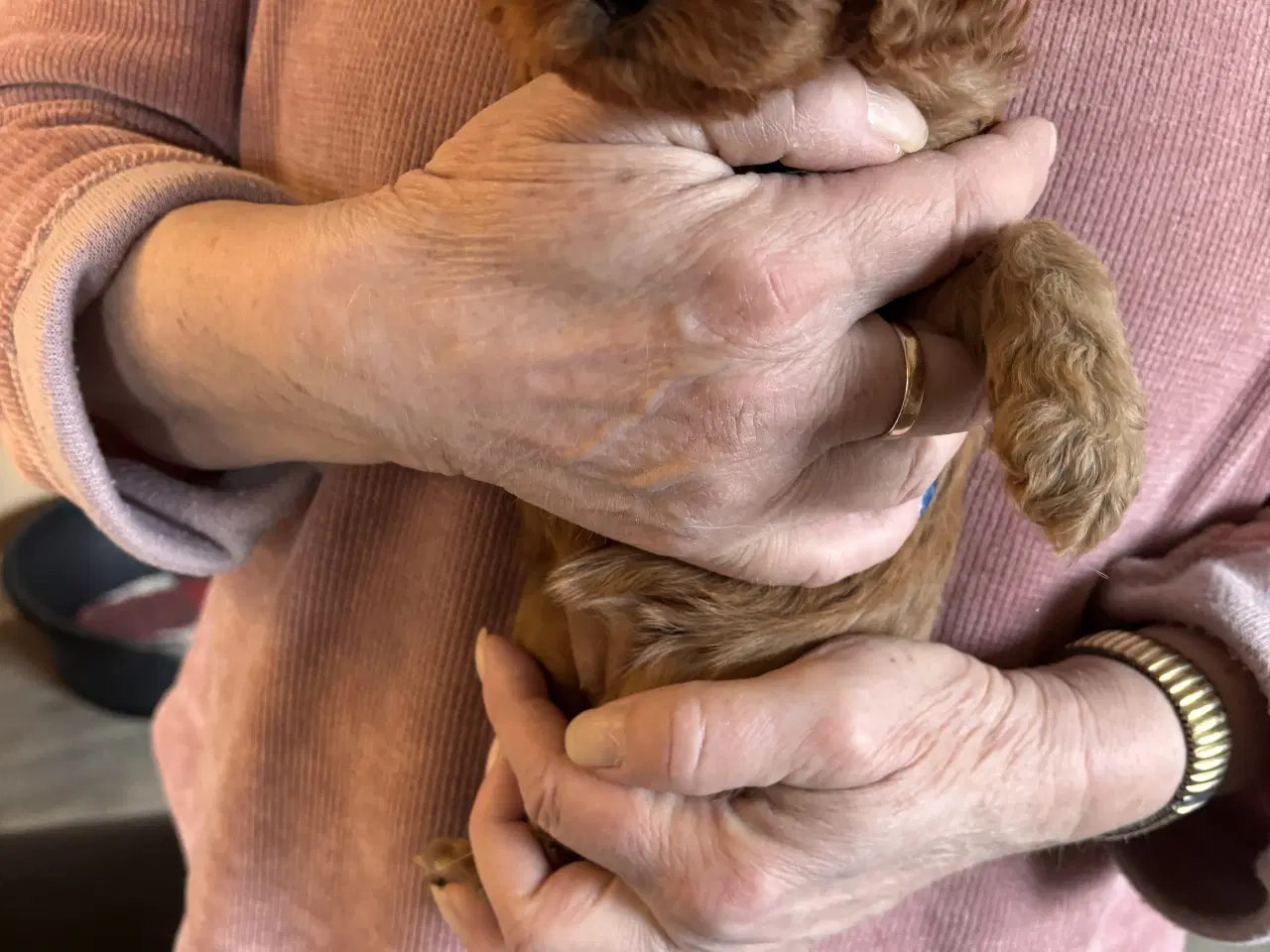 Billede 4 - Skønne Cavapoo hvalpe