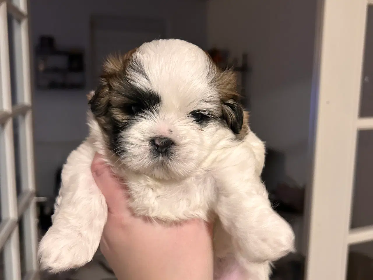 Billede 7 - Shih Tzu / Malteser hvalp til salg.( Boomer ) Pige