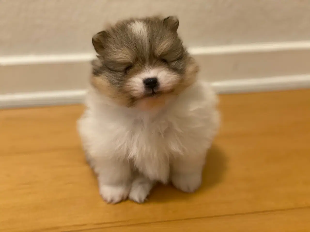 Billede 6 - DKK skønne Pomeranian drenge