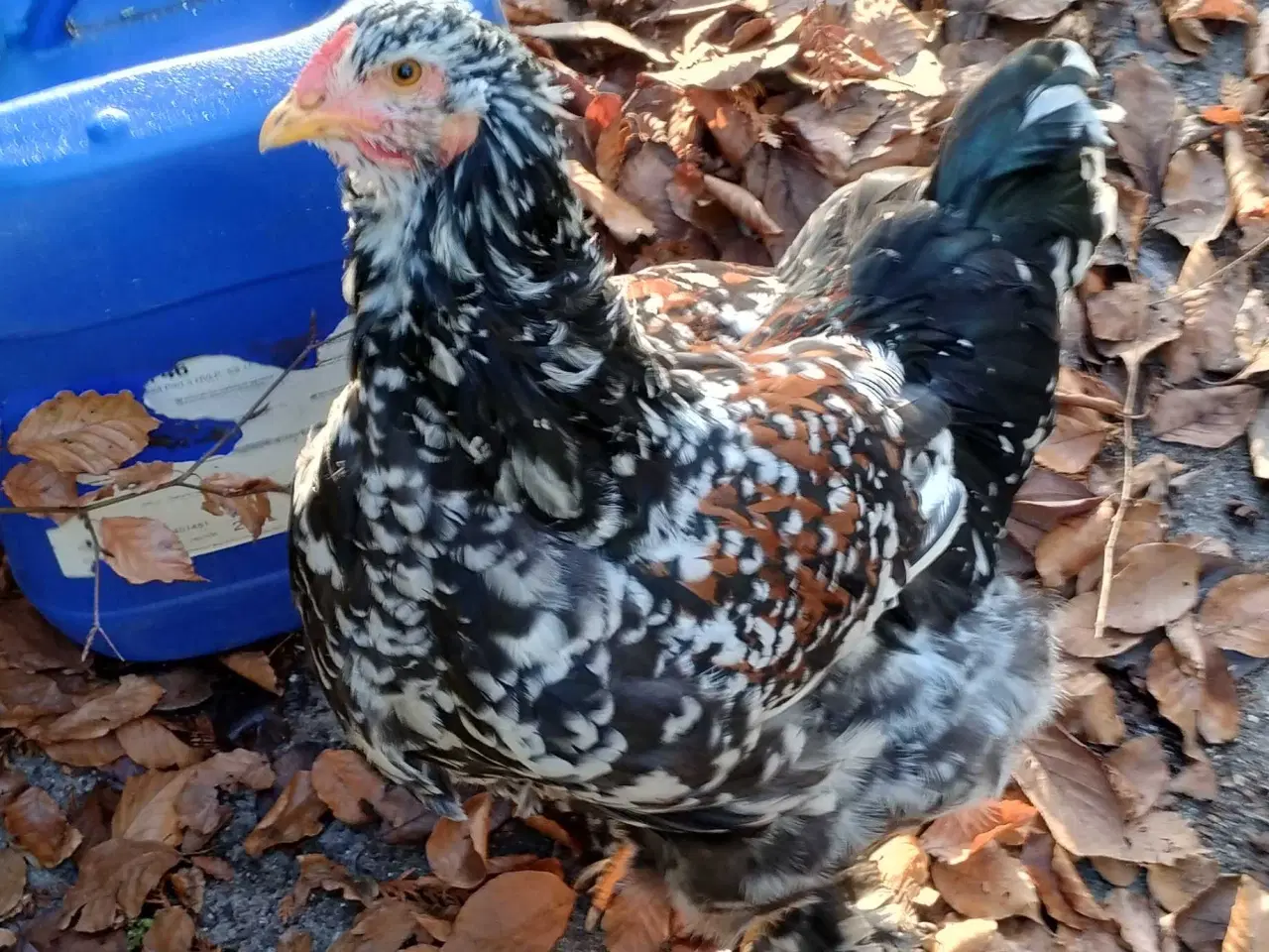 Billede 1 - Ung Brahma hane