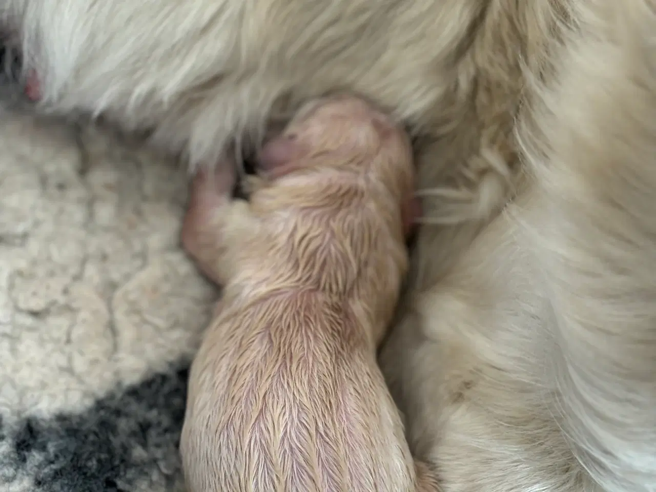 Billede 3 - Golden retriever hvalpe 