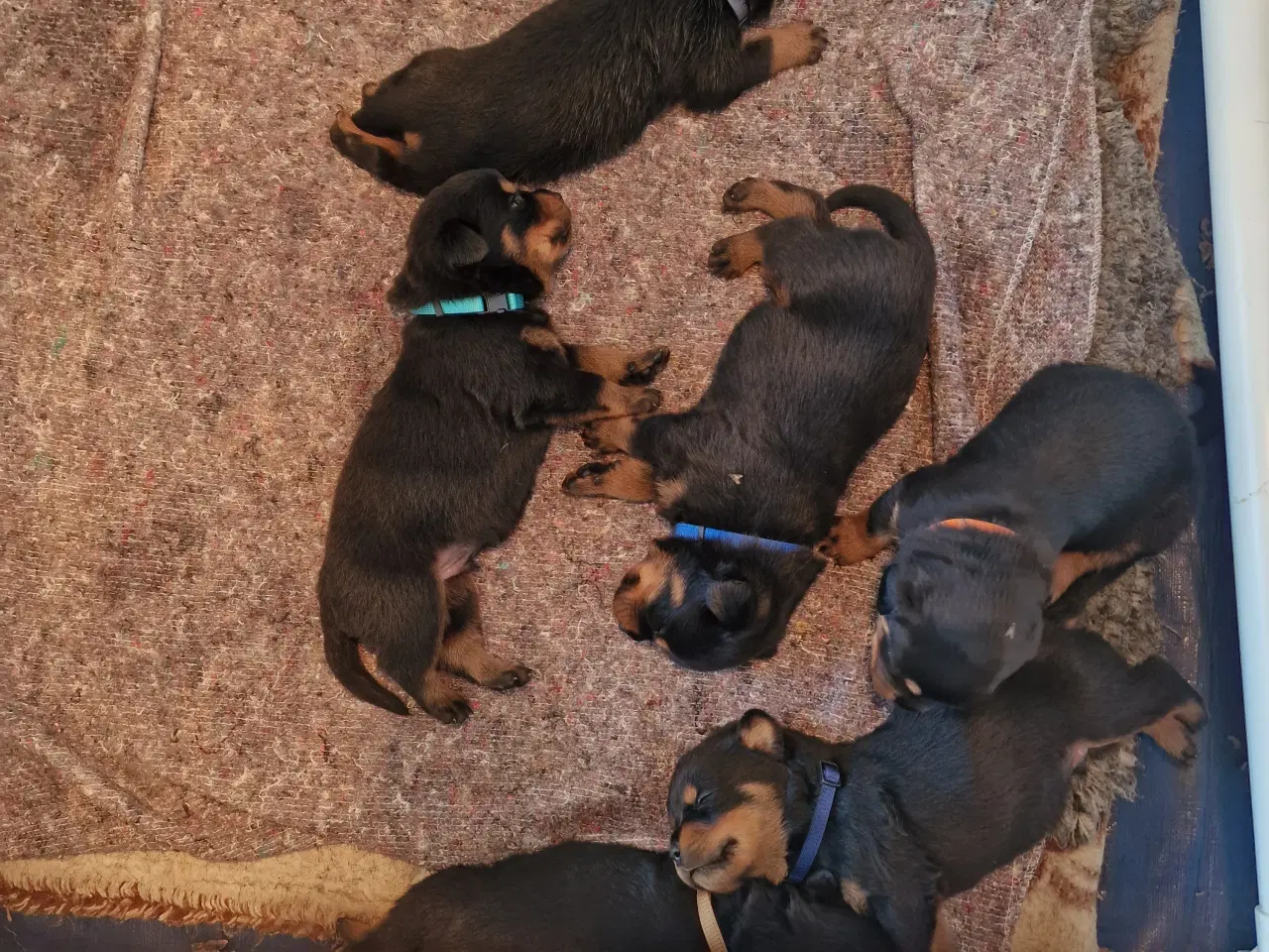 Billede 3 - Rottweilerhvalpe