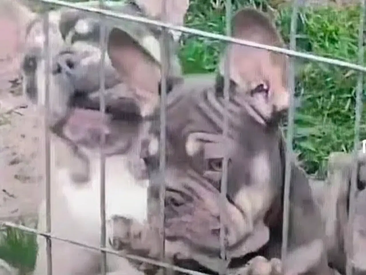 Billede 7 - Fransk Velvet bulldog. NEDSAT!