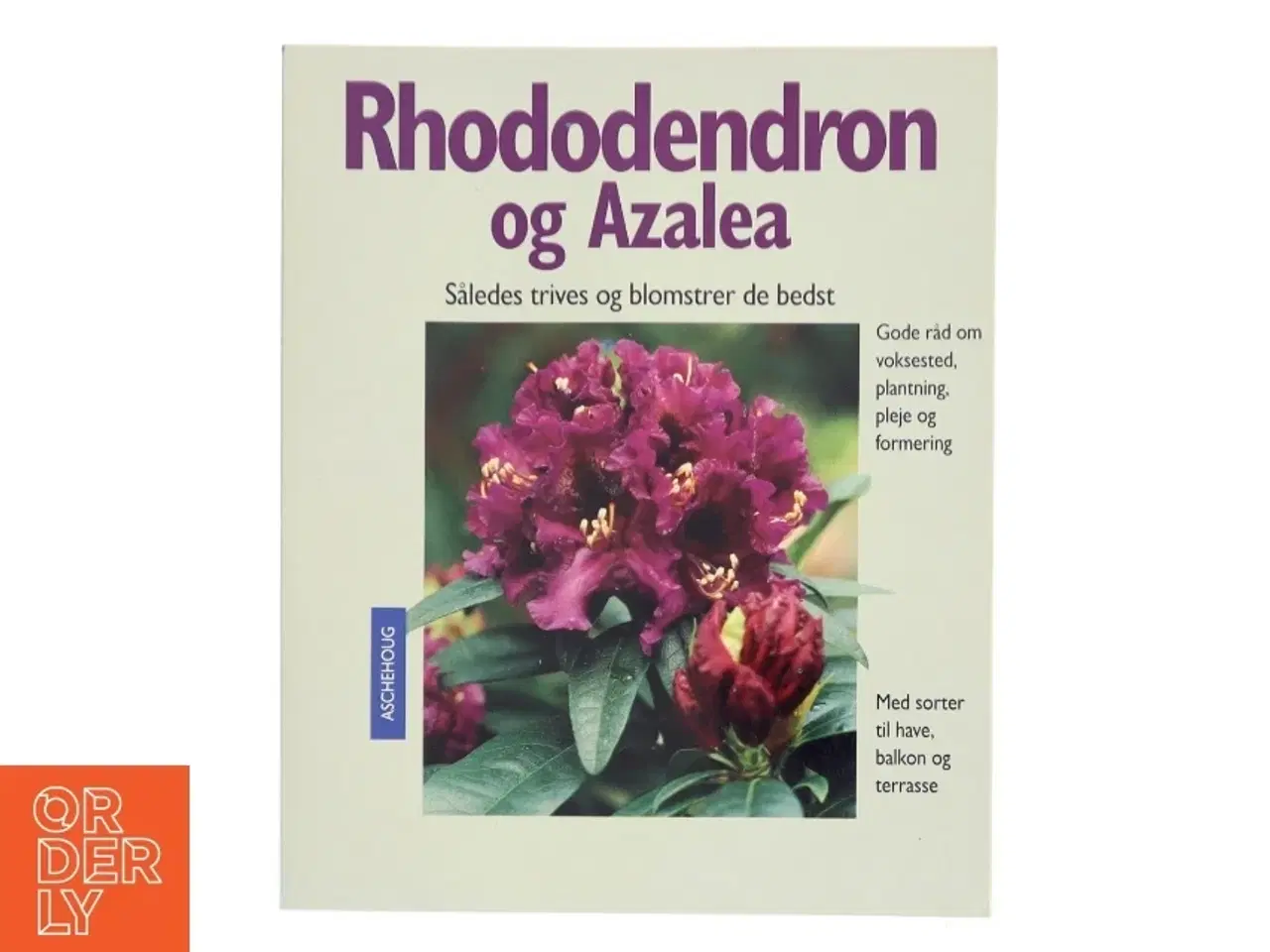 Billede 1 - Rhododendron og azalea : sådan trives og blomstrer de bedst : ekspertråd om voksesteder, plantning, pleje og formering : med sorter til have