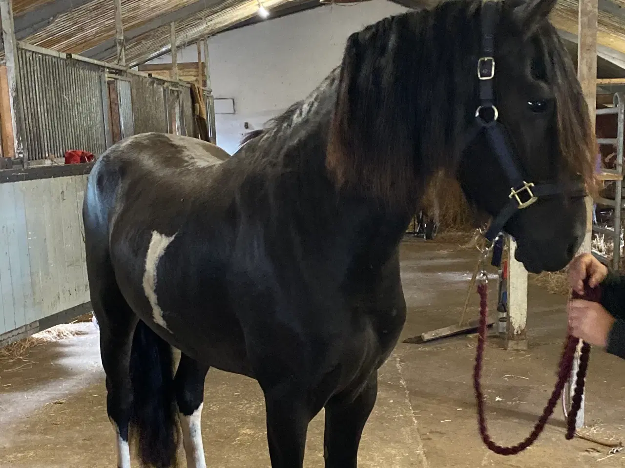 Billede 2 - Friser/pony krys