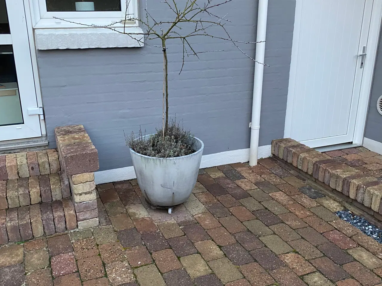 Billede 3 - GRATIS - krukker kan afhentes