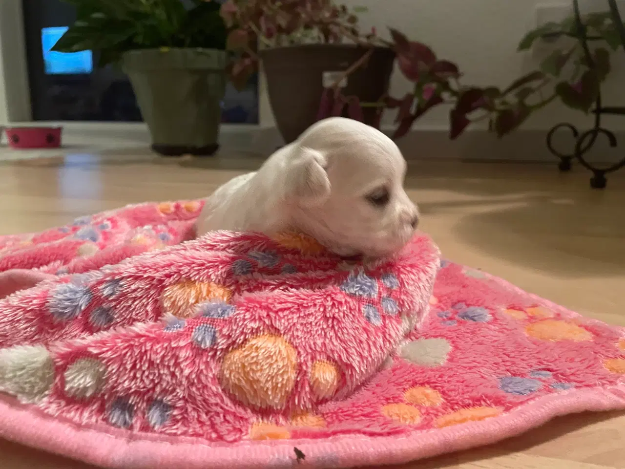 Billede 8 - Malteser hvalpe