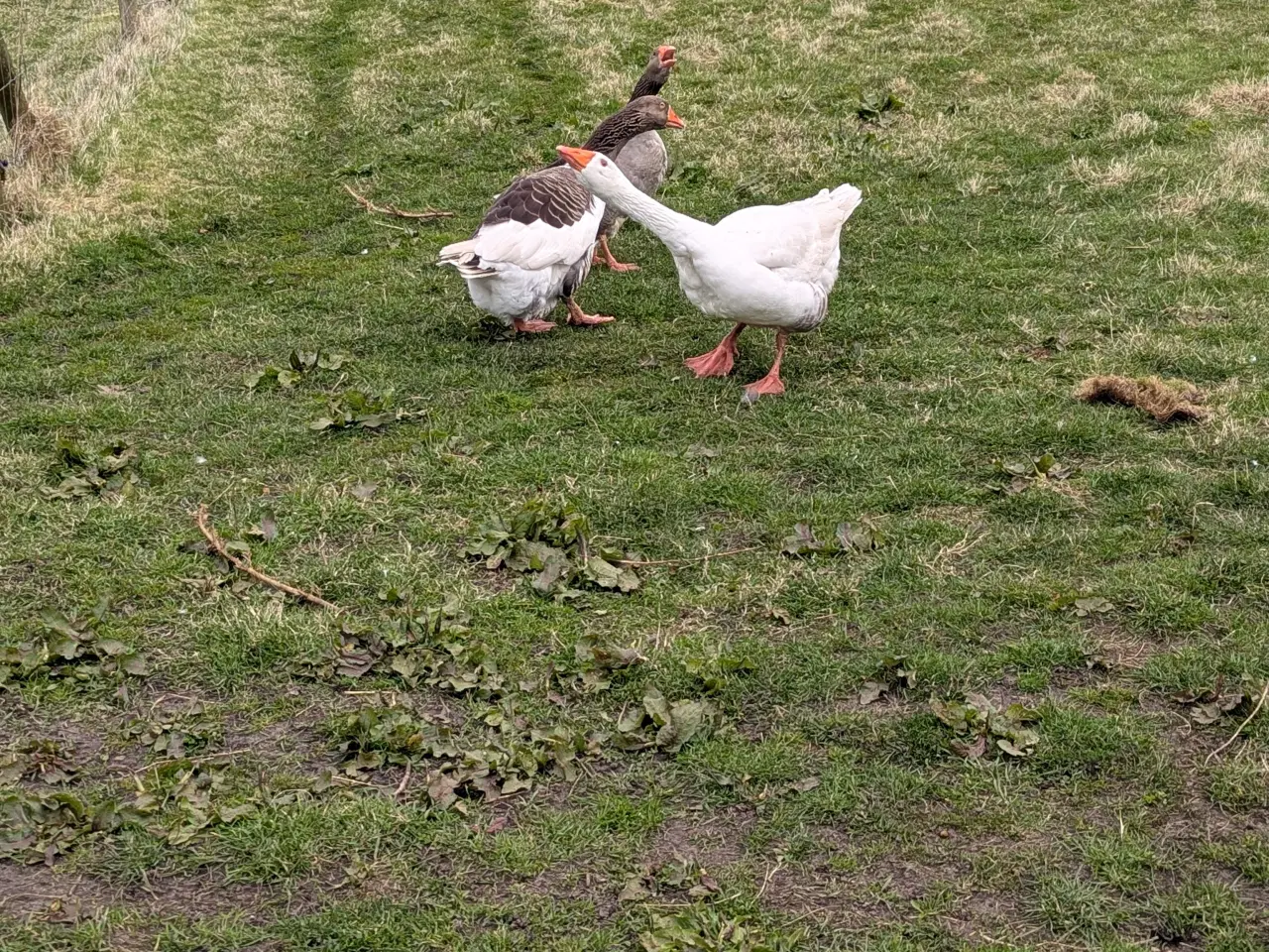 Billede 2 - Gåse par  +  en gratis 