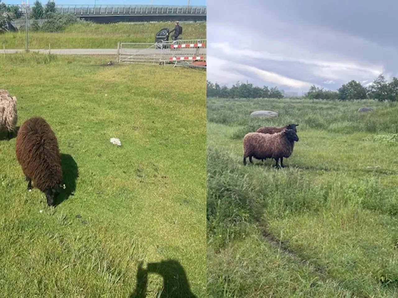 Billede 1 - Får besætning sælges