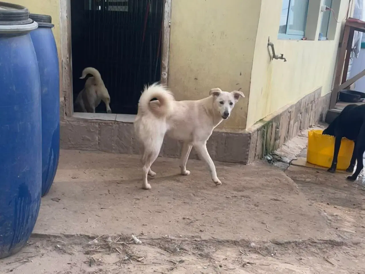 Billede 8 - Zitta søger familie. 