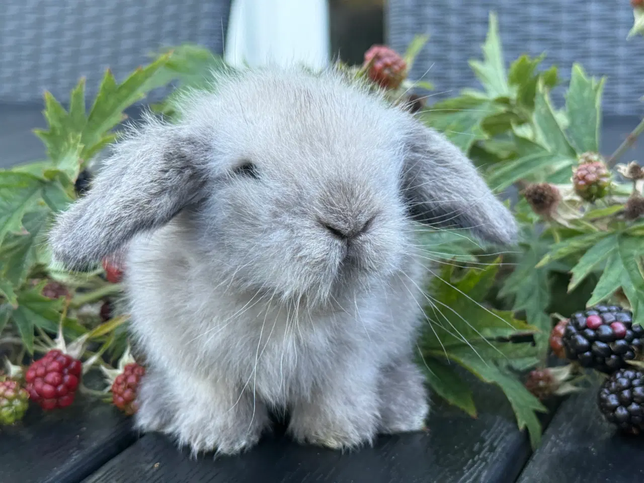 Billede 1 - Lion lop