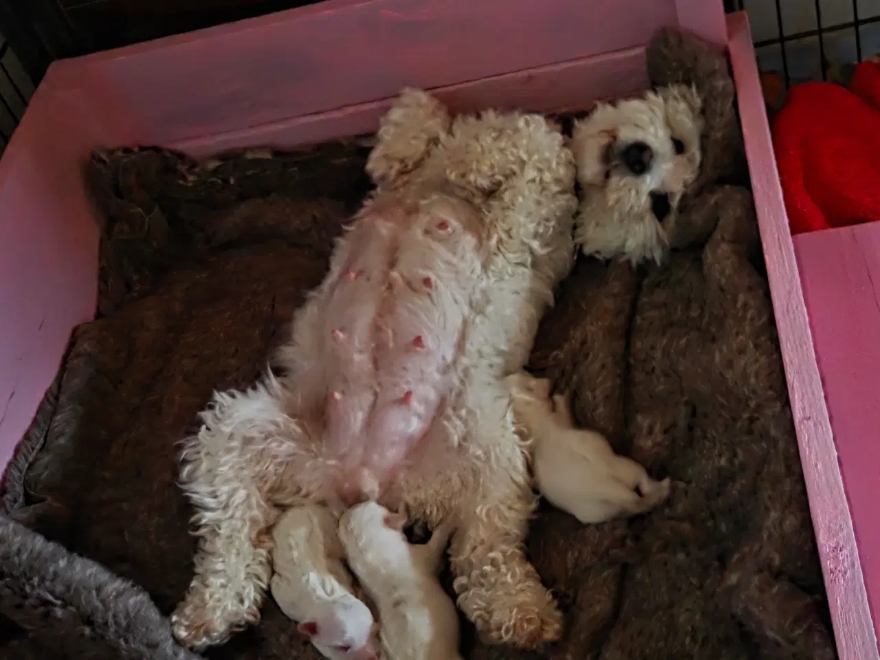 Billede 3 - Coton de tulear hvalpe 