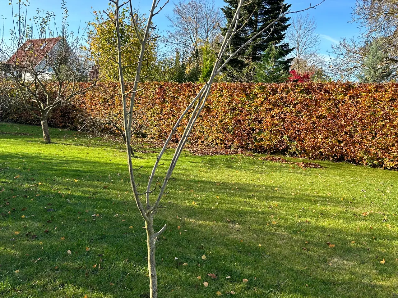 Billede 2 - Blomme træer