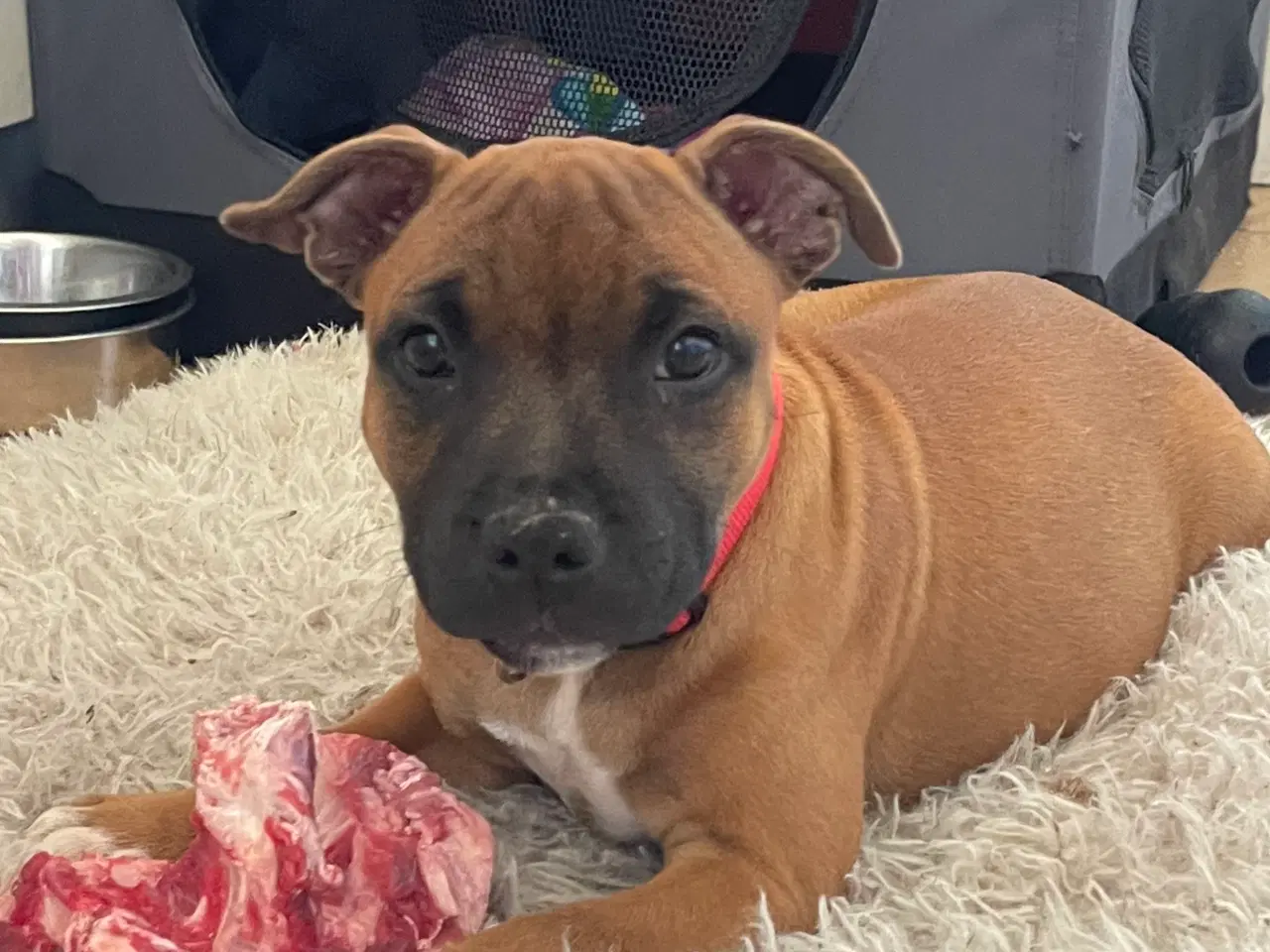 Billede 1 - Hvalp Staffordshire bull terrier