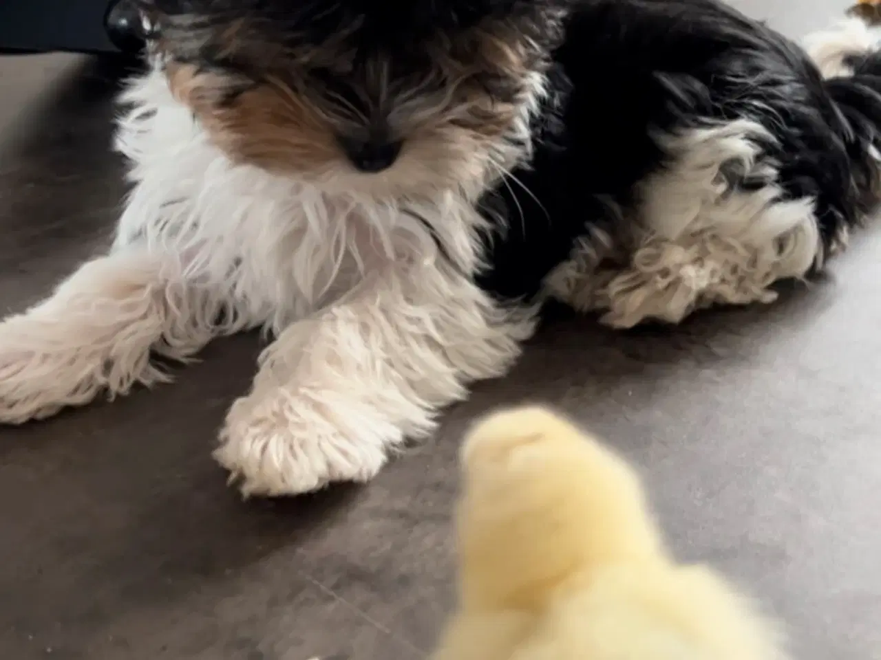 Billede 7 - Biewer terrier til parring. 