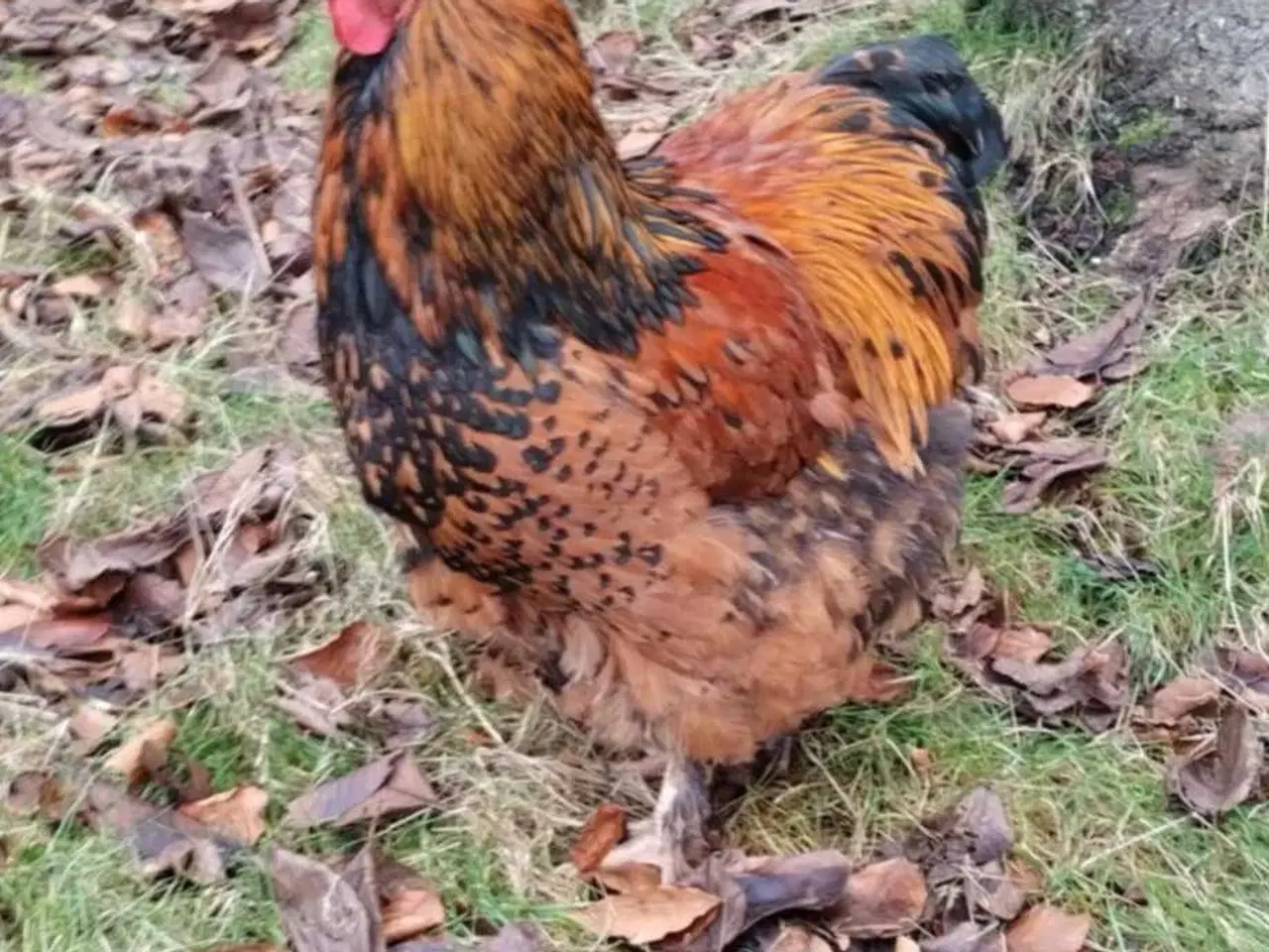 Billede 3 - Hane Brahma orpington mix 