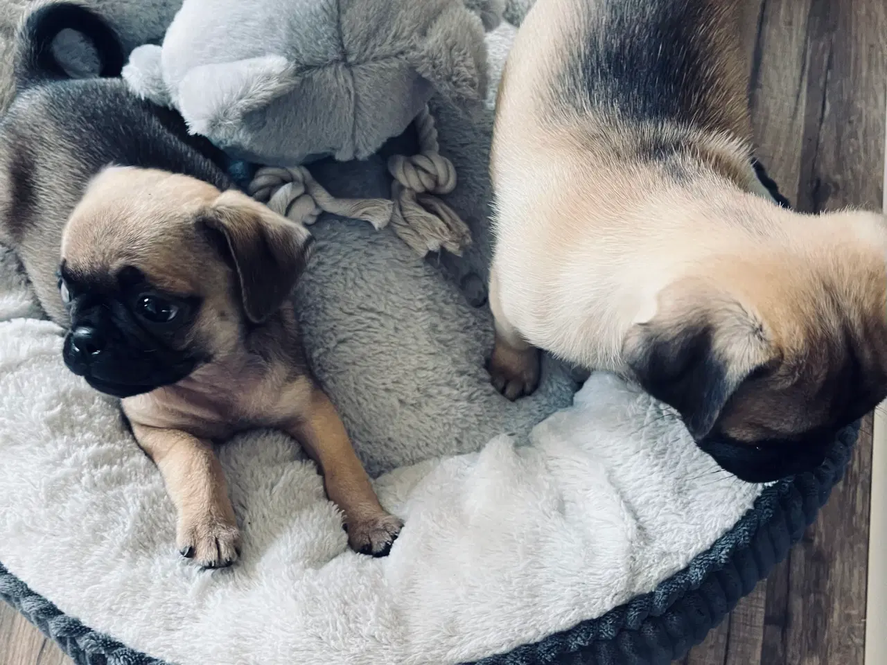 Billede 10 - Små søde mopsblandninger 🐶 